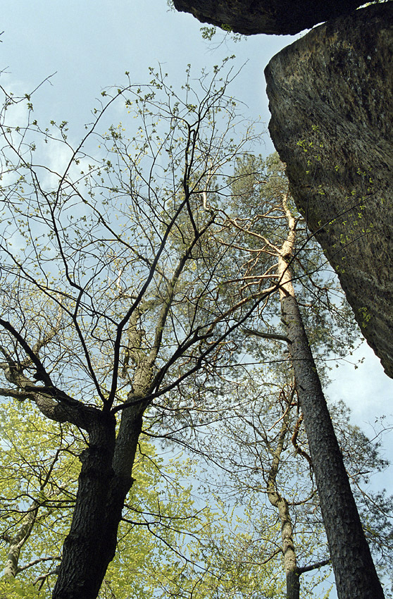 View into the sky - larger format