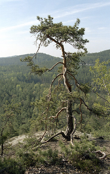 Na skle - men formt