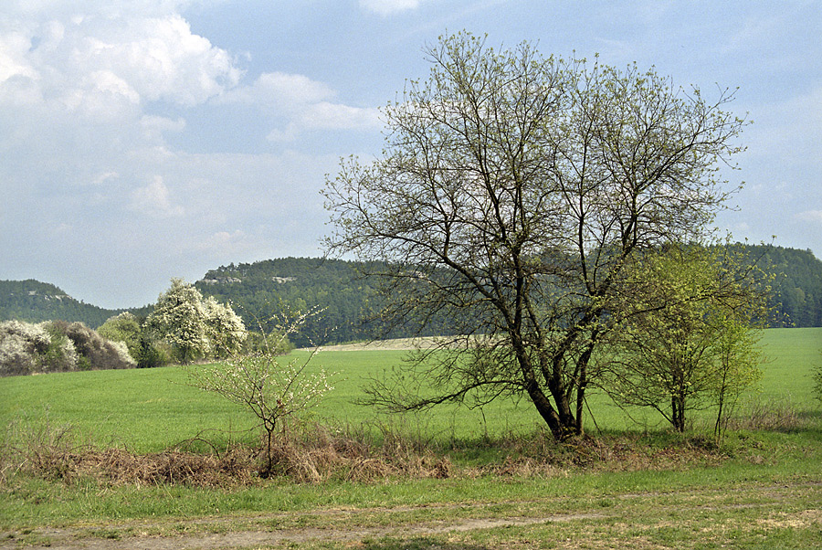Spring landscape - larger format