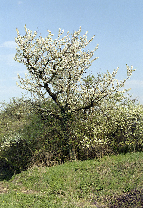 Cherry tree - larger format