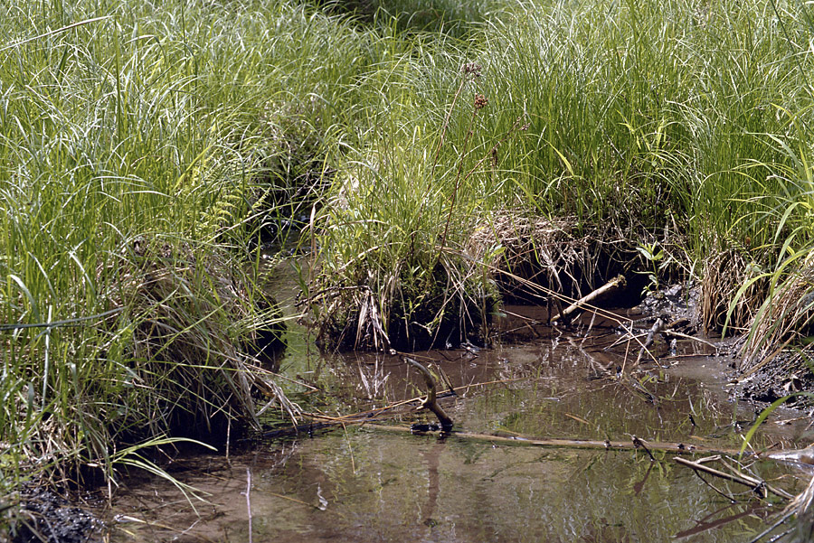 Creek - larger format