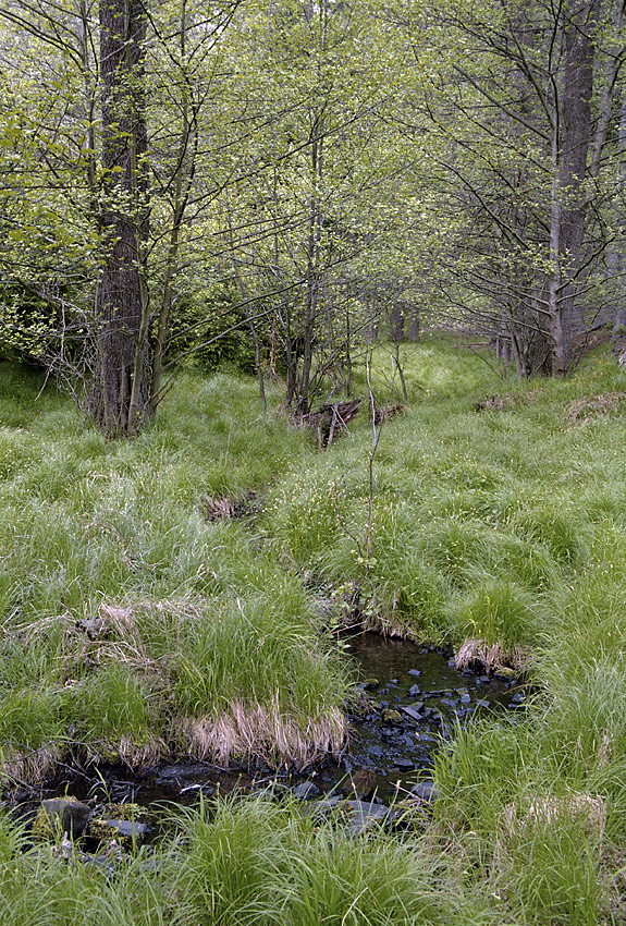 Creek - larger format