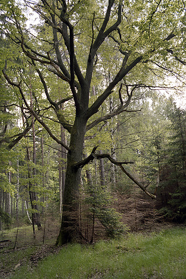 Oak - smaller format