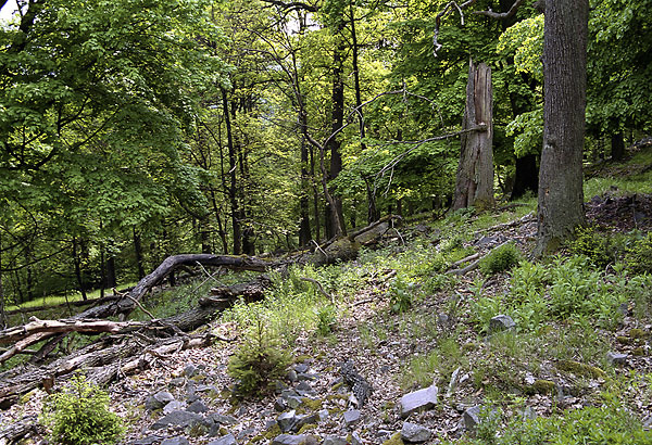 On the "Kitchenette" hill - smaller format