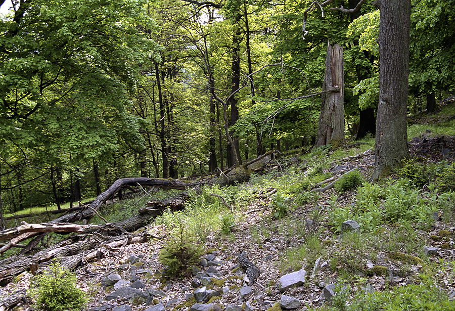 On the "Kitchenette" hill - larger format