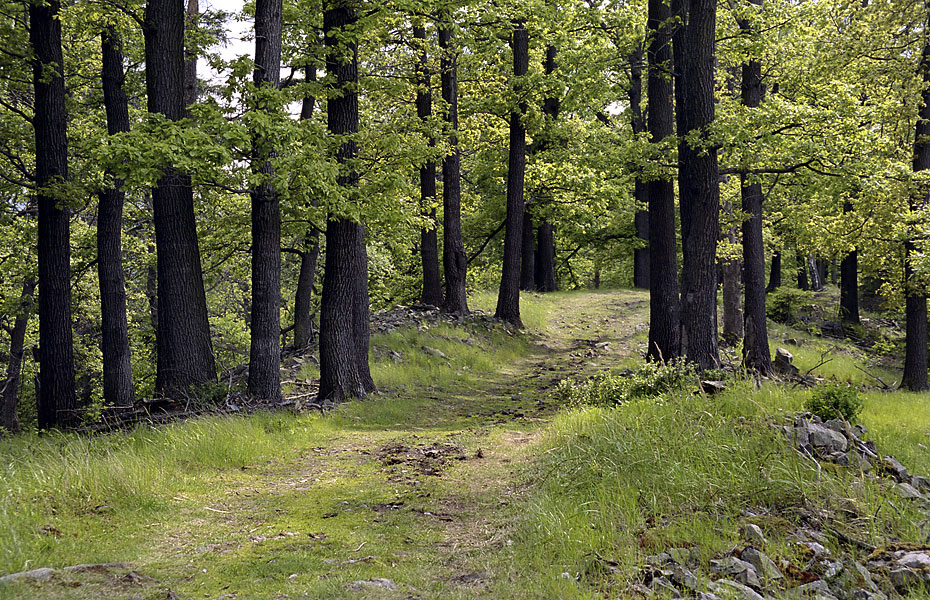 On the "Kitchenette" hill - larger format