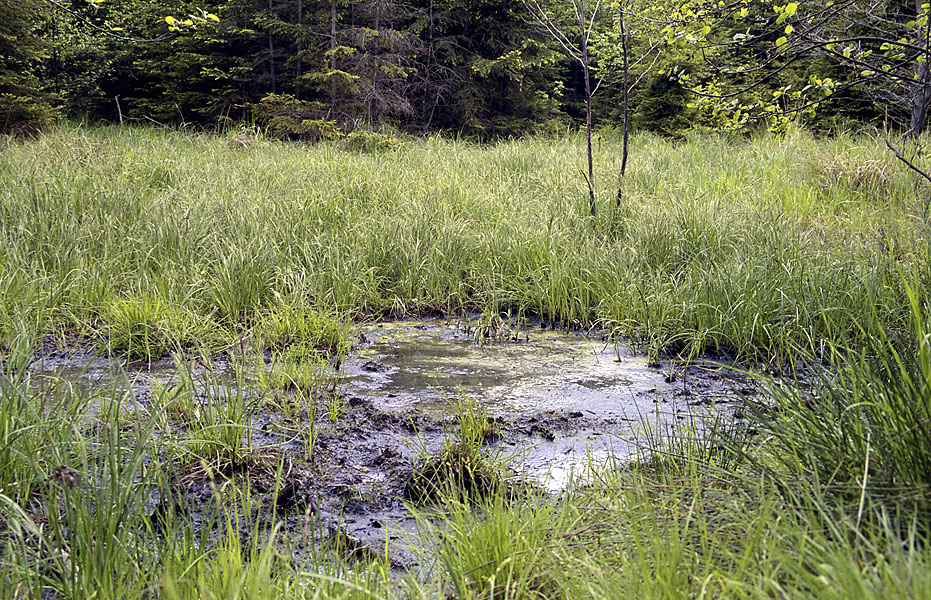 Peat bog - larger format