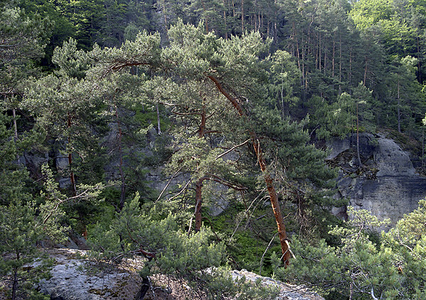 Ve skalch Rae - men formt