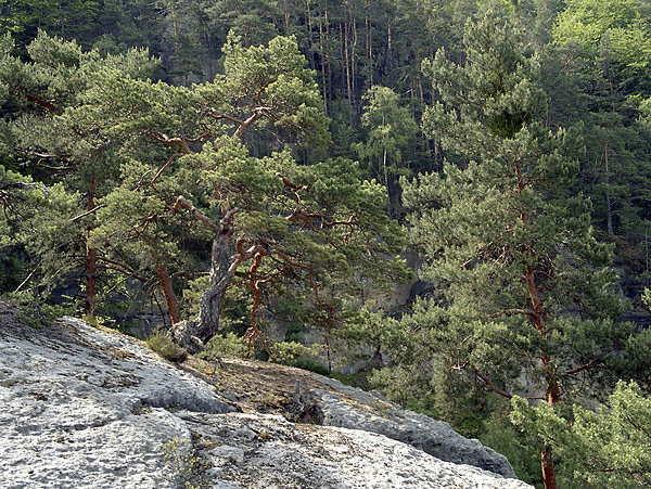 Ve skalch Rae - men formt