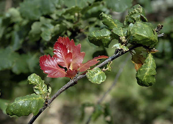 Oak leaves - smaller format
