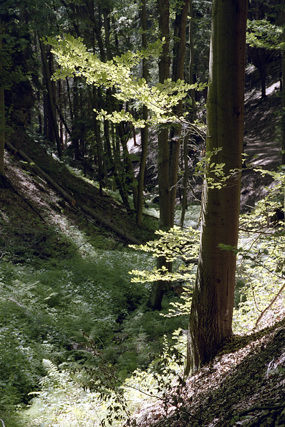 Light in leaves - larger format