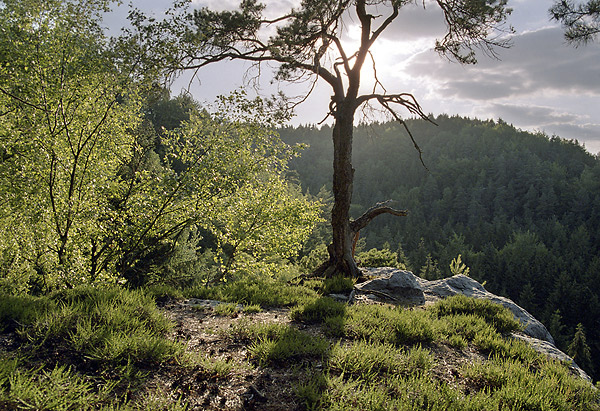 Evening light - smaller format