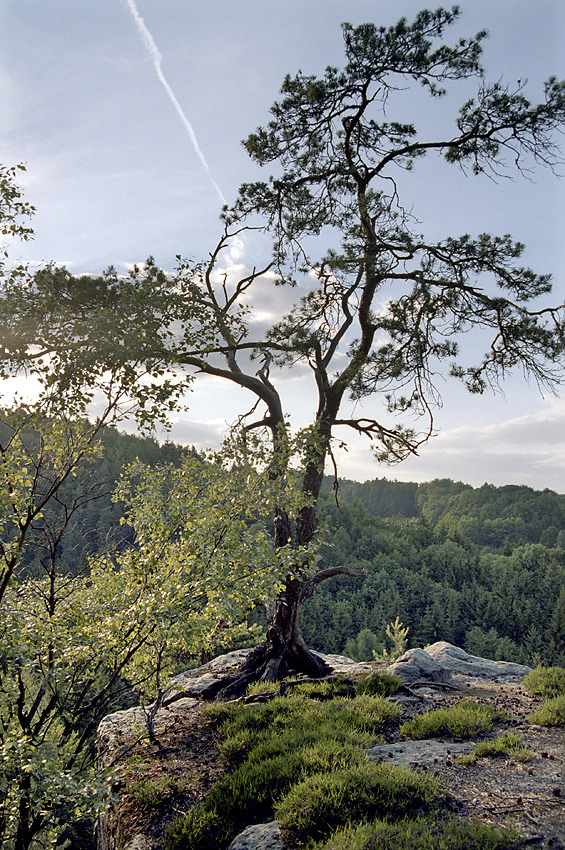 On the rock - larger format