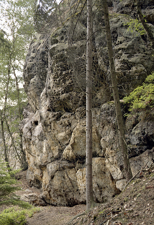 Near the "Zbrzdn vrch" - larger format