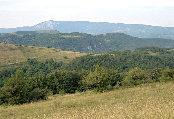 Veliki trbac - men formt