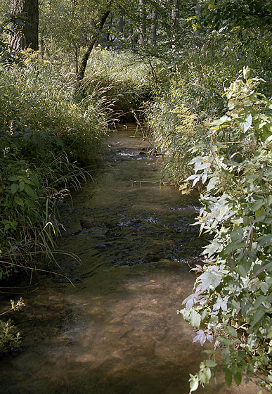 At the creek - smaller format