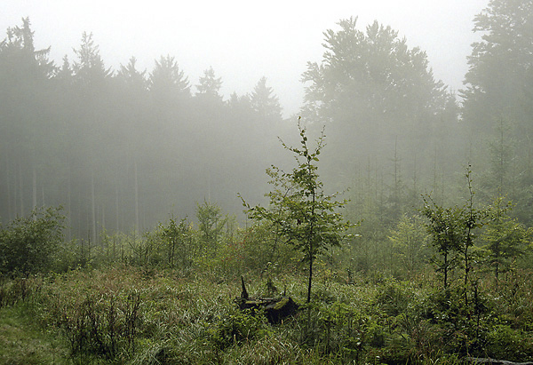 Foggy - smaller format
