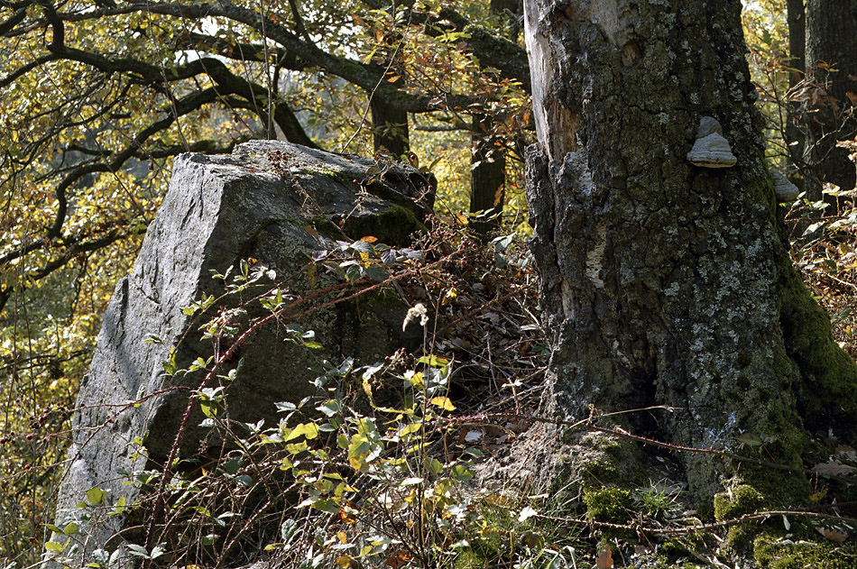 On the ridge - larger format