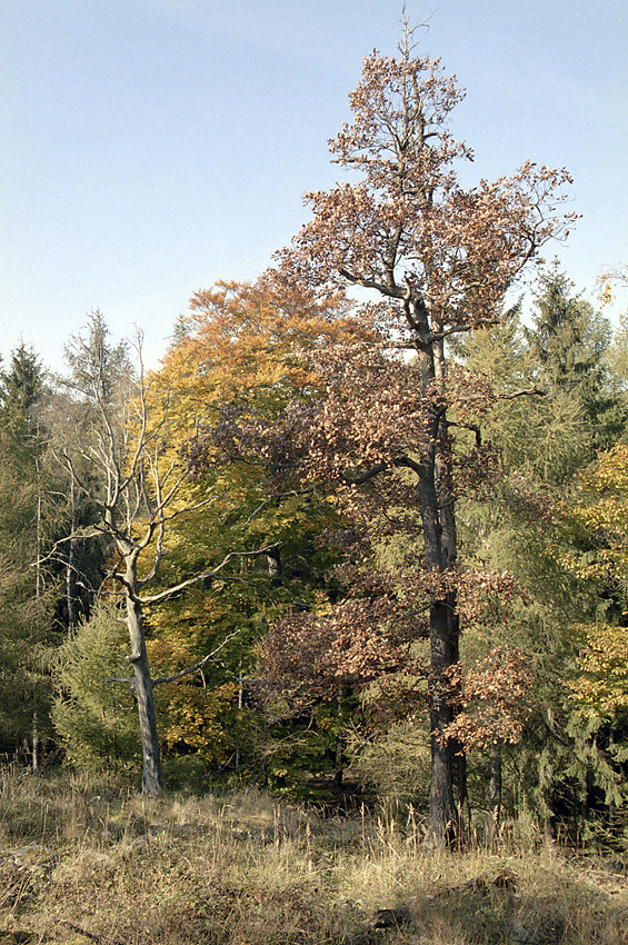 Old leaves - larger format
