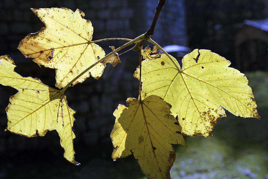 Leaves - larger format