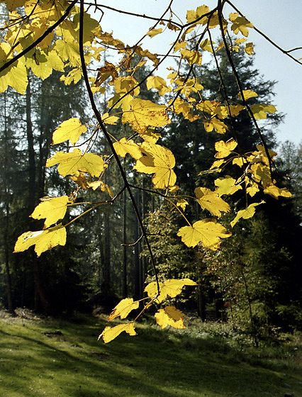 Leaves - smaller format