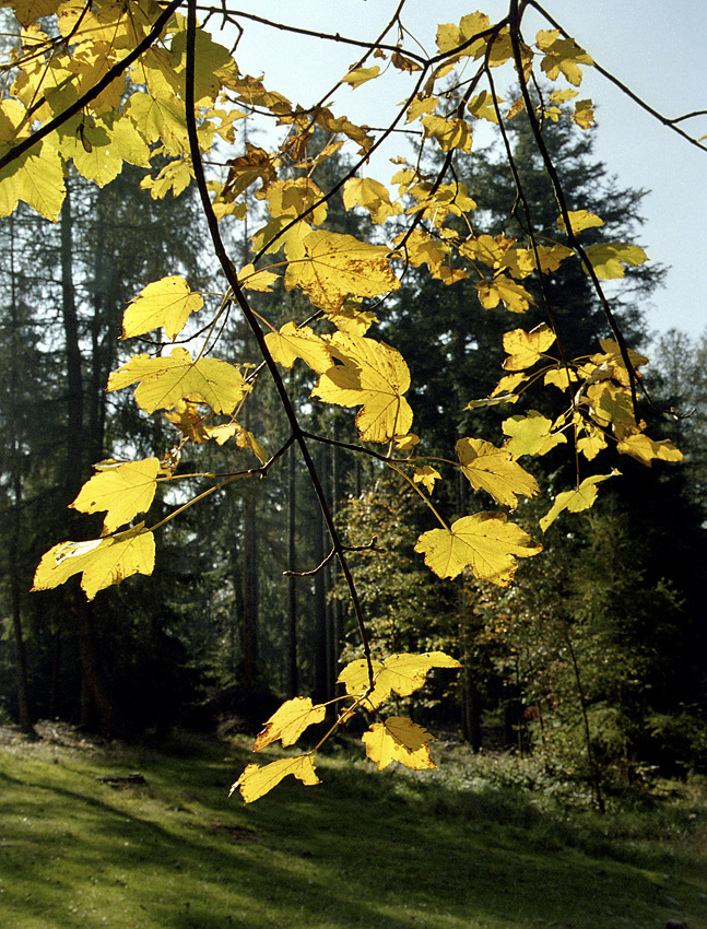 Leaves - larger format