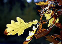 Leaves - main link