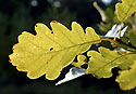 Leaves - main link