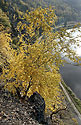 On "Zvole cone" - main link