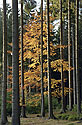 Podzim v lese - hlavn odkaz