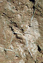 Bioturbace - hlavn odkaz