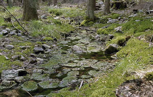Creek - smaller format