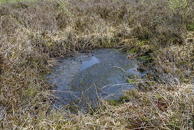 In the peat bog - smaller format