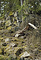 "Crested Hill" - main link
