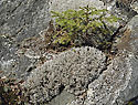 On the detritus - main link