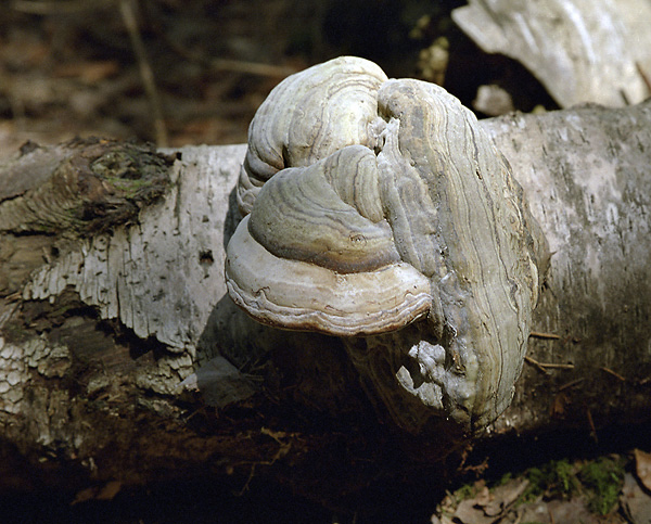 Polyporus - smaller format