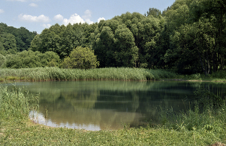 Pond near "Pavliky" - larger format