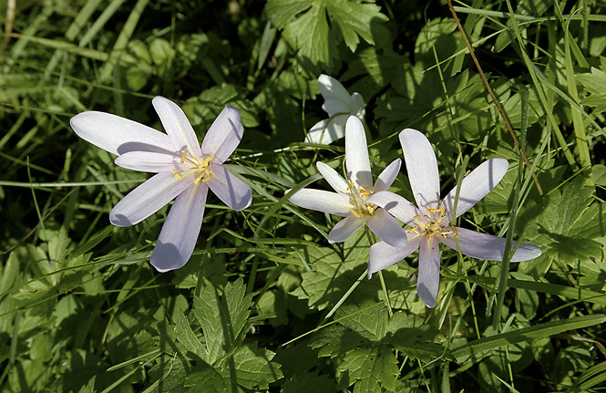 Meadow saffrons - smaller format