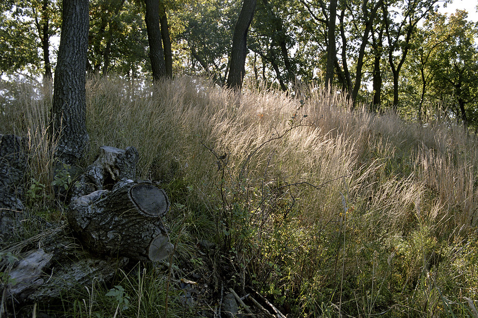 On the "Ant Hill" - larger format