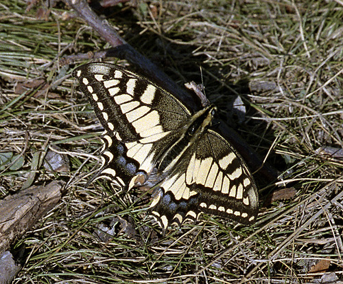 Swallowtail - smaller format