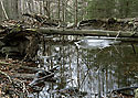 Wood puddle - main link