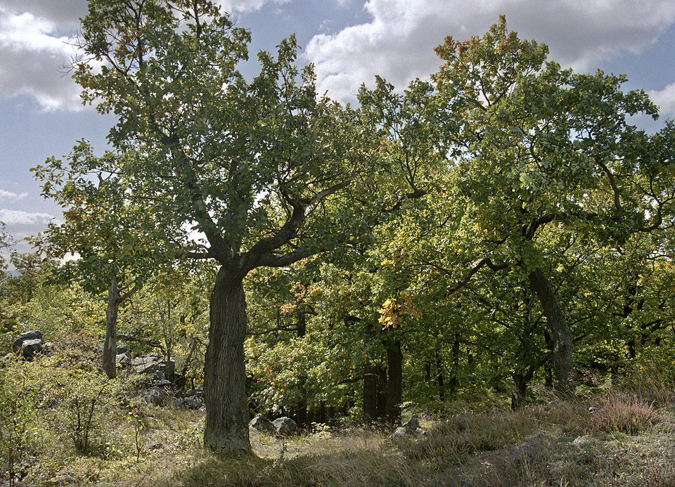 Oaks on "Jouglovka" - larger format