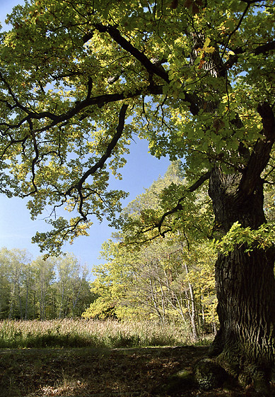 Old oak - smaller format