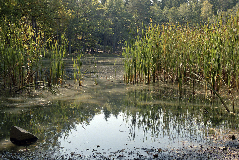Middle "Tuim pond" - larger format