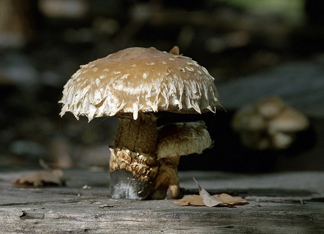 Pholiota populnea - smaller format