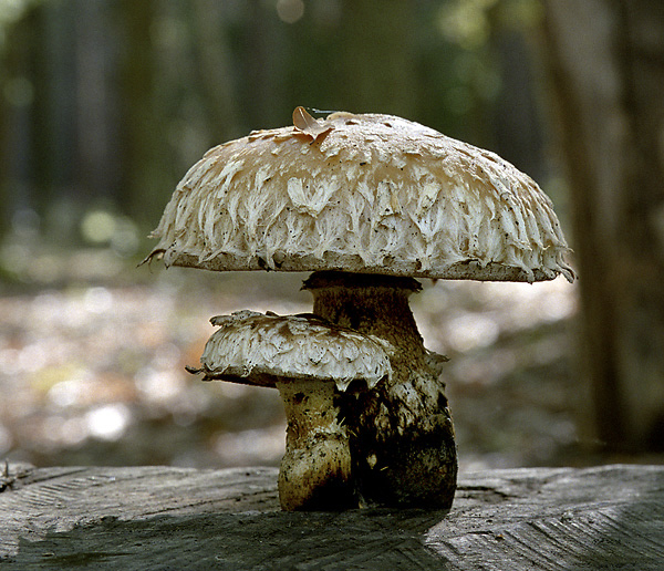 Pholiota populnea - smaller format