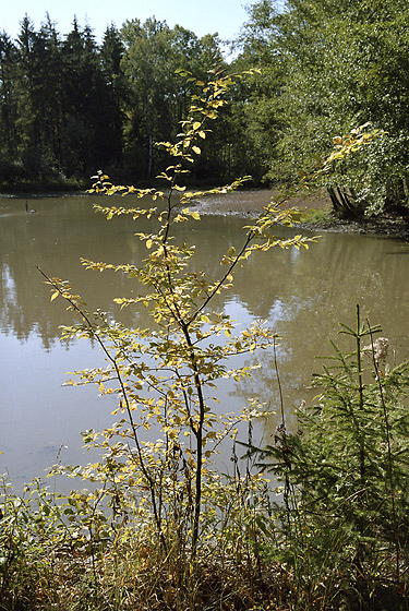At the "Upper Tuim pond" - smaller format