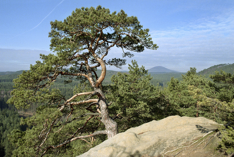 Pine - larger format