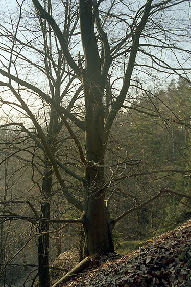 Rocky morning - smaller format