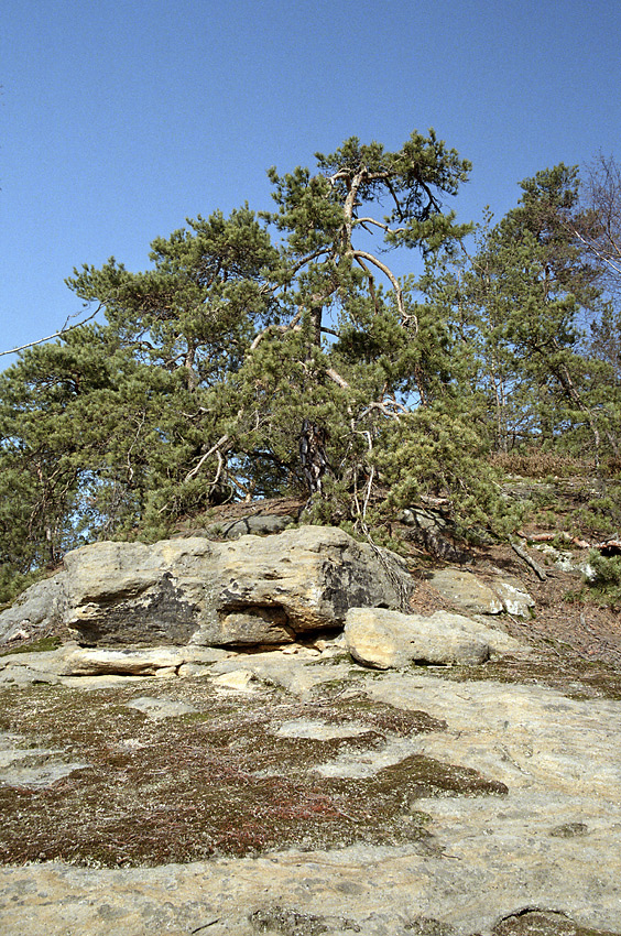 On rocky top - larger format